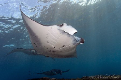 Manta birostris - Nikon D300, Nikkor 16mm, Ikelite, 2xDS125 by Michael Henke 